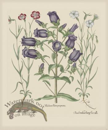 Besler 153 Colored  B2